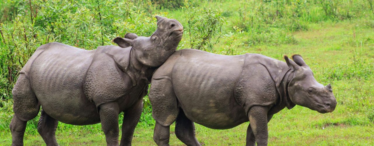 How to Say I Love You in Assamese: 7+ Ways to Express Affection