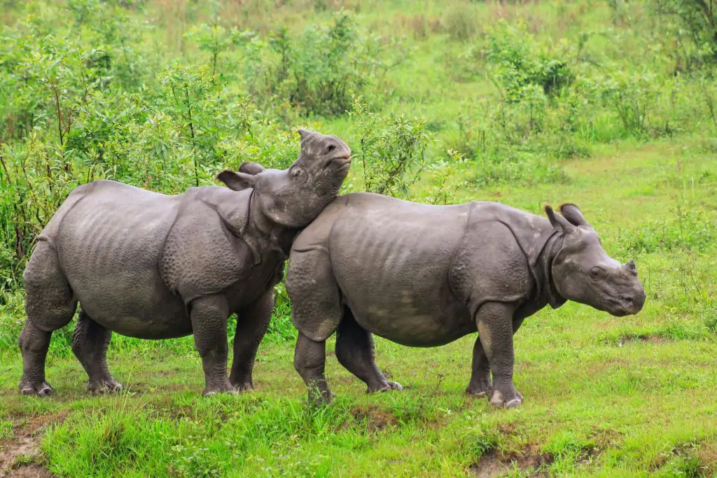 How to Say I Love You in Assamese: 7+ Ways to Express Affection